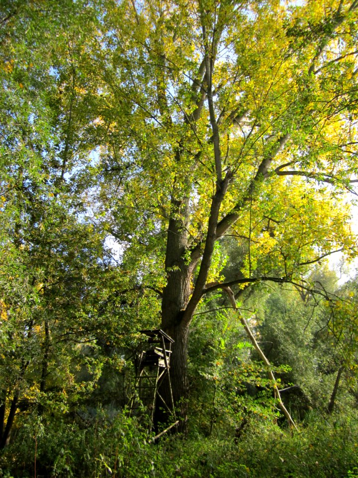 20121021Populus_x_canadensis1