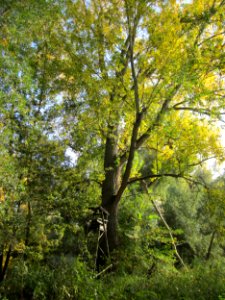 20121021Populus_x_canadensis1