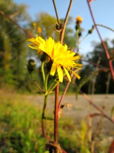 20121022Picris_hieracioides2