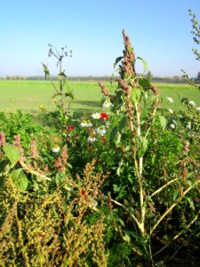 20121021Hockenheimer_Rheinbogen01