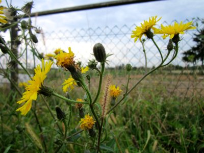 20121008Picris_hieracioides