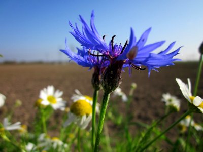 20121021Kornblume_Altlussheim2 photo