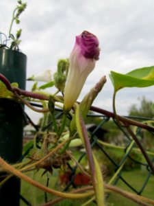 20121008Prunkwinde_Altlussheim06