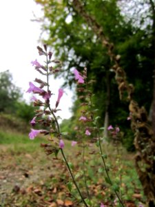 20121006Calamintha_menthifolia5