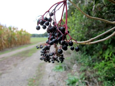 20120923Sambucus_nigra1