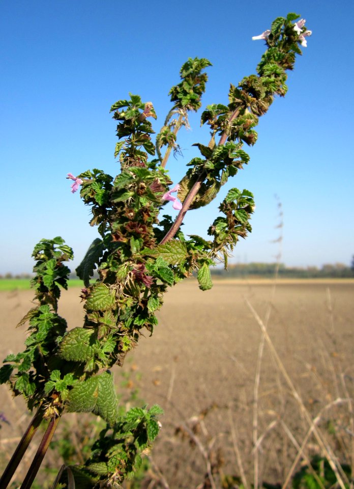 20121021Ballota_nigra2