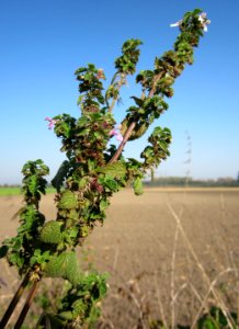 20121021Ballota_nigra2
