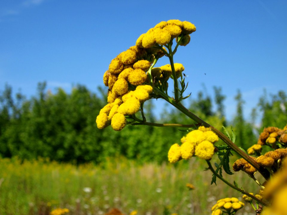 20120813Tanacetum_vulgare1