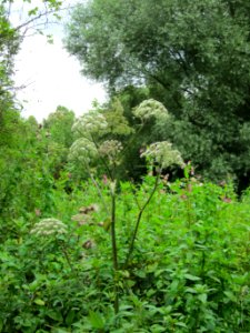 20120808Angelica_sylvestris06