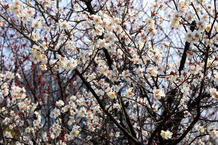 Landscape flowers nature photo