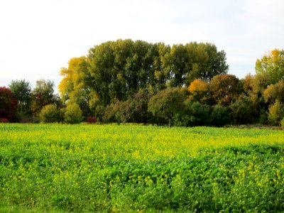 20121018Altlussheim