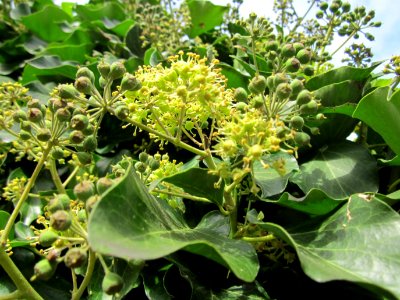 20121015Efeu_Saar3