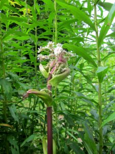 20120808Angelica_sylvestris4