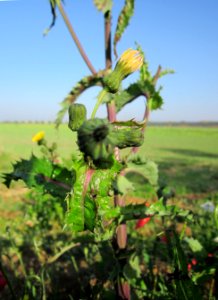 20121021Sonchus_asper4