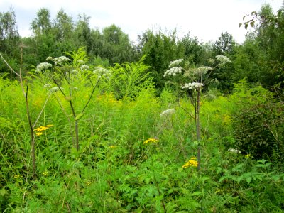 20120808Angelica_sylvestris6 photo