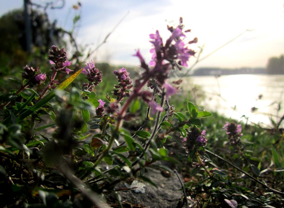 20121018Rhein_Altlussheim16