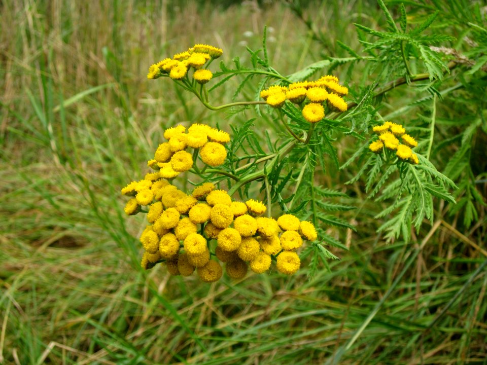 20120808Tanacetum_vulgare11