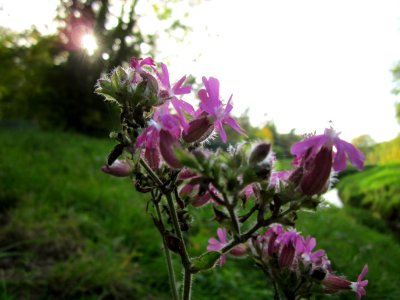 20121019Rote_Lichtnelke_Hartbach2