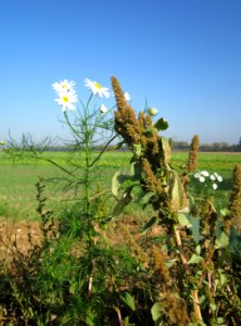 20121021Hockenheimer_Rheinbogen07