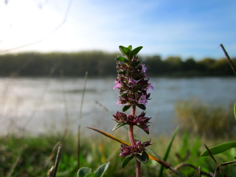 20121018Rhein_Altlussheim15
