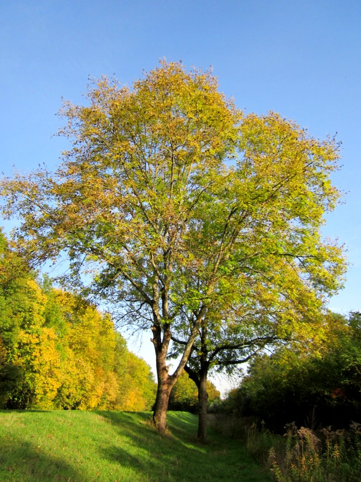 20121019Hartbach04