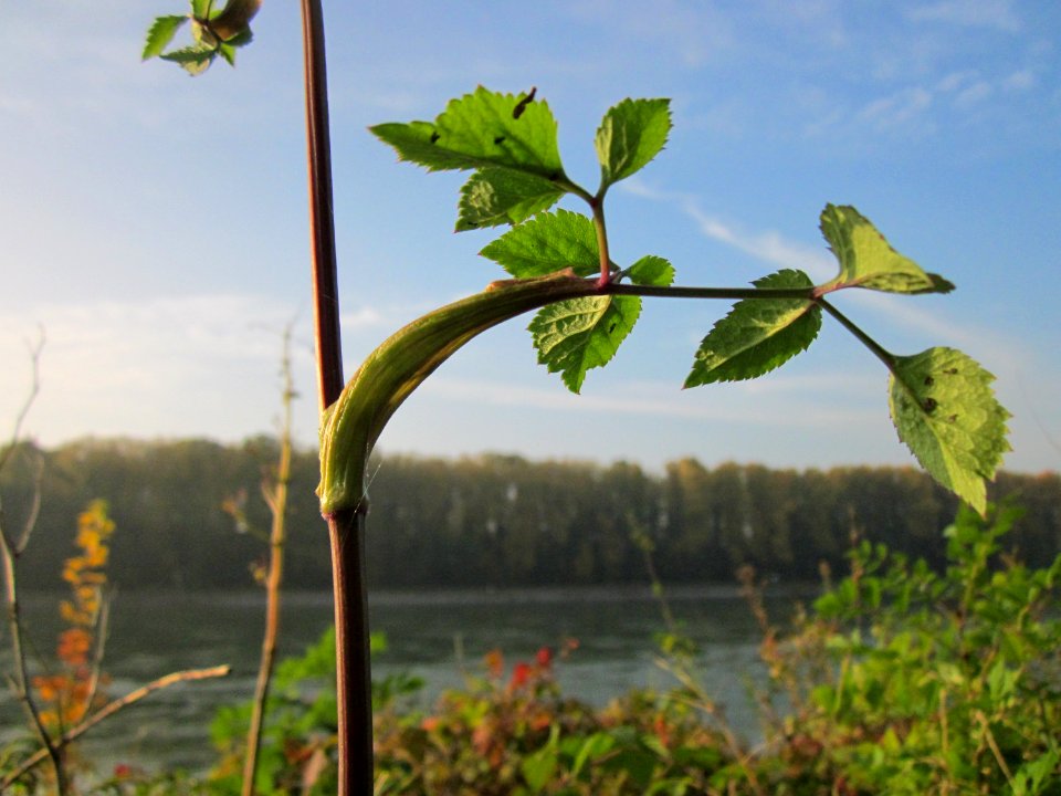 20121022Engelwurz_Rhein3
