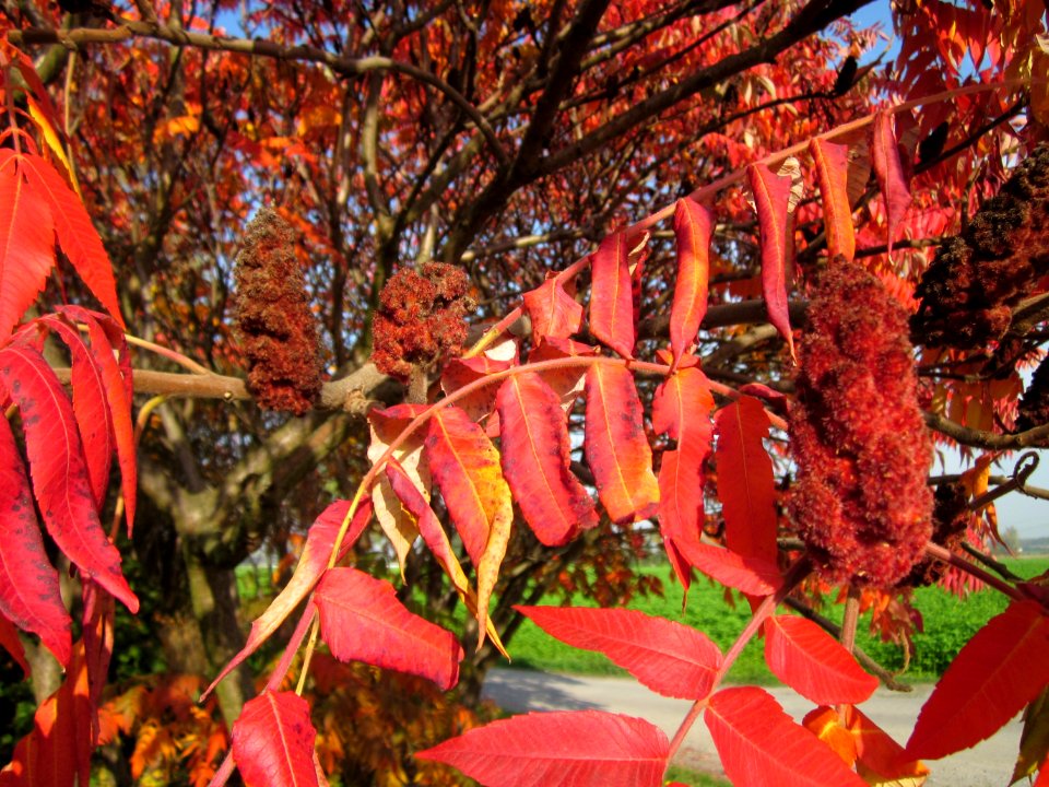 20121022Essigbaum_Ketschau3