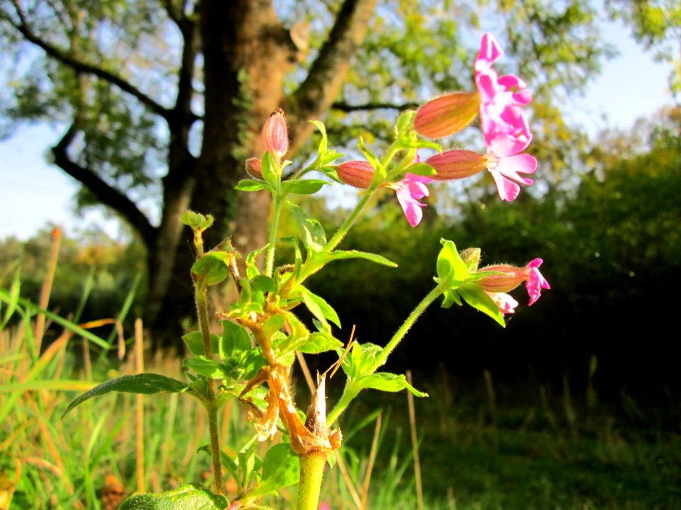 20121019Rote_Lichtnelke_Hartbach4