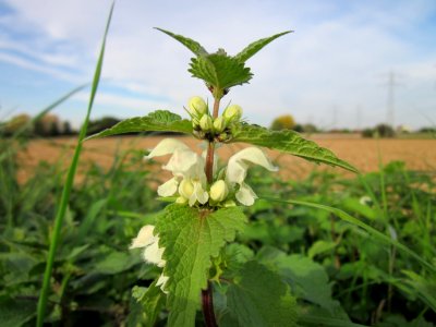 20121018Taubnessel_Altlussheim2