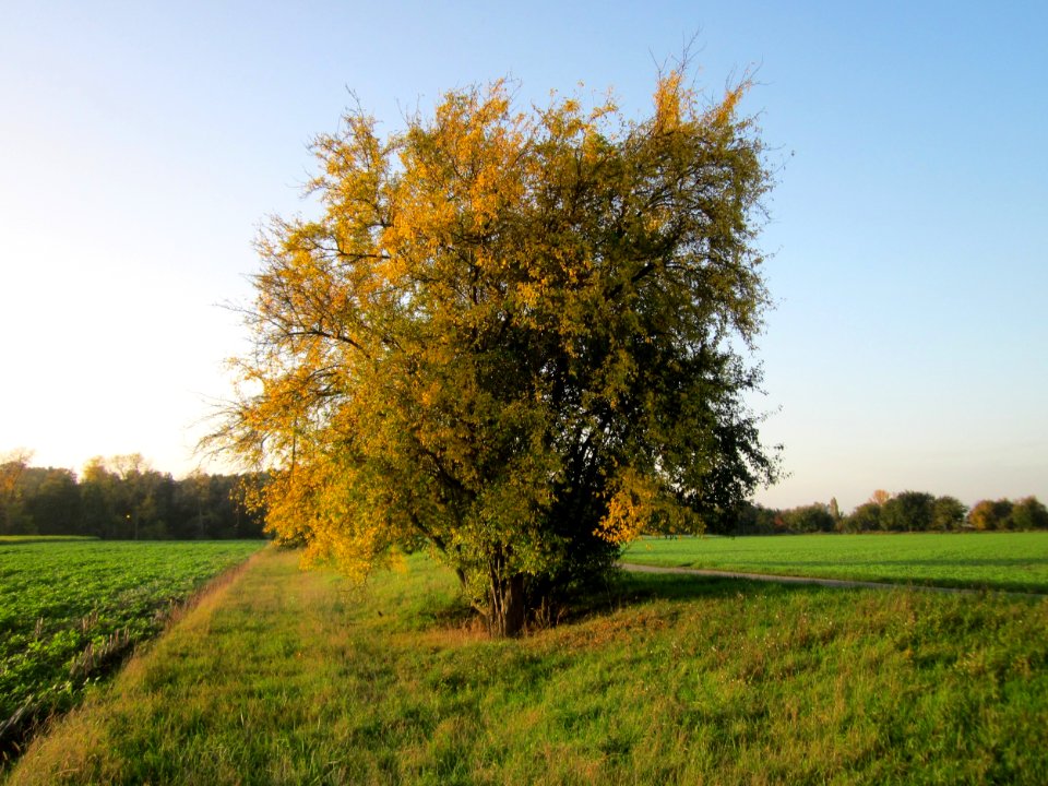 20121021Prunus_cerasifera_Hockenheim