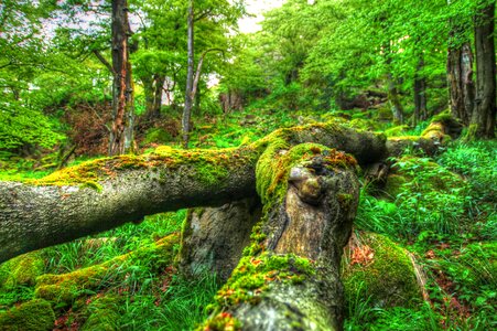 Trees wood log photo