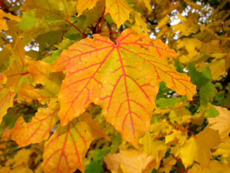 20121017Ahorn_Reilingen2
