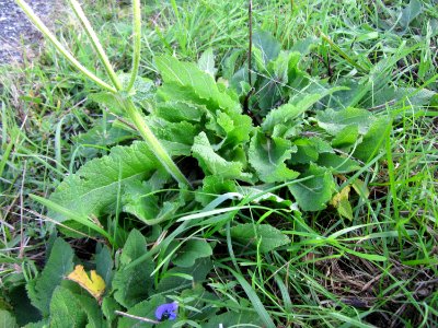 20121021Salvia_pratensis5