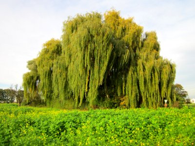 20121018Trauerweide_Altlussheim2