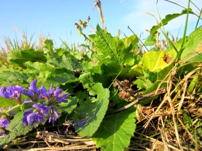 20121021Salvia_pratensis8