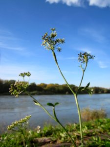 20121018Rhein_Altlussheim04