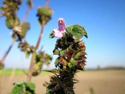 20121021Ballota_nigra4