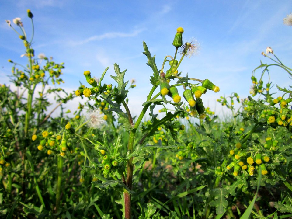 20121017Greiskraut_Neulussheim1