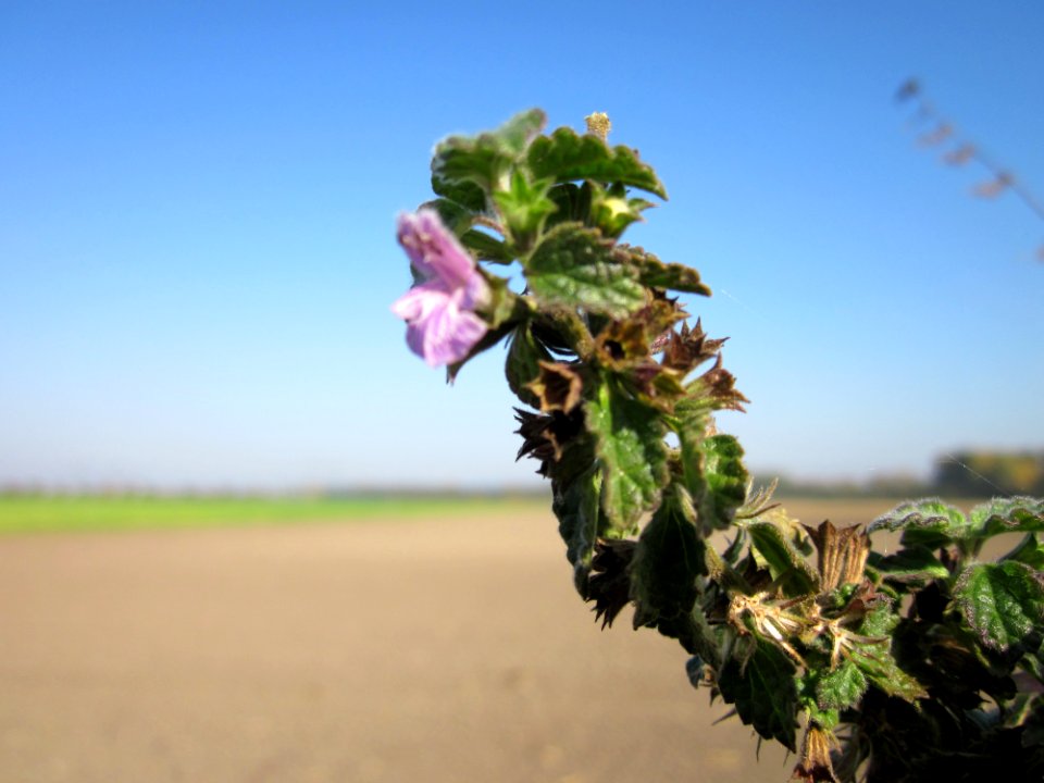 20121021Ballota_nigra6