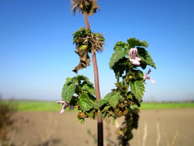 20121021Ballota_nigra9