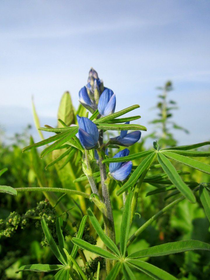 20121017Sonnenblumenfeld_Neulussheim07