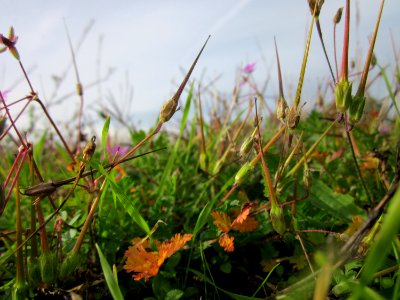 20121017Reiherschnabel_Neulussheim3