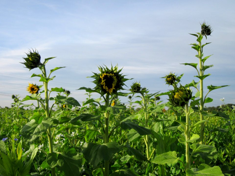 20121017Sonnenblumenfeld_Neulussheim01
