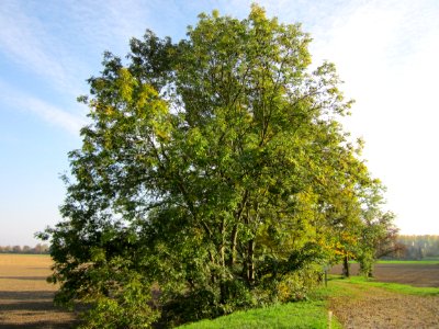 20121021Alte_Landstrasse04