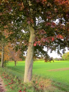 20121018Ahorn_Altlussheim2