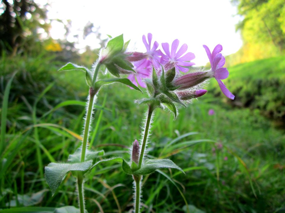 20121019Rote_Lichtnelke_Hartbach3