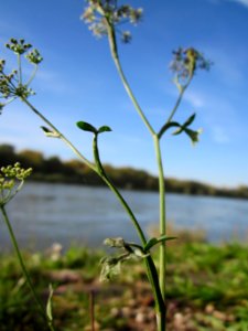 20121018Rhein_Altlussheim05