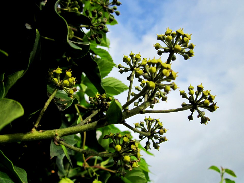 20121015Efeu_Saar1