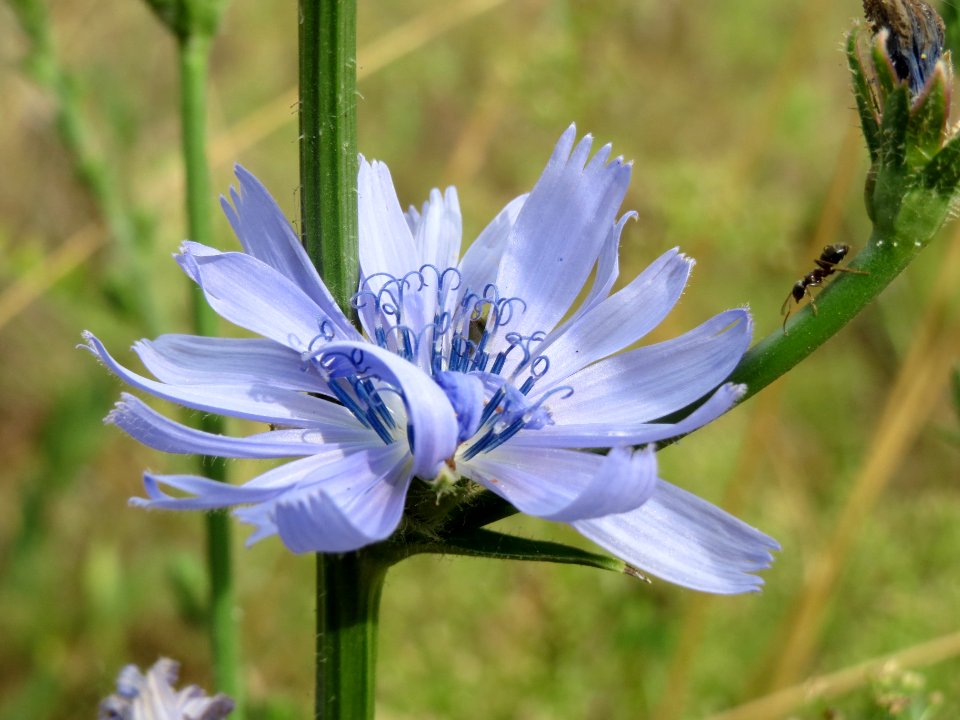 201240613Cichorium_intybus1
