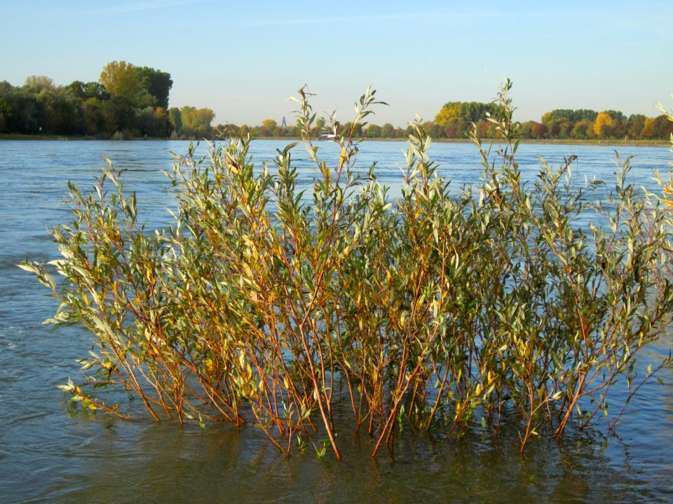 20121018Rhein_Altlussheim12